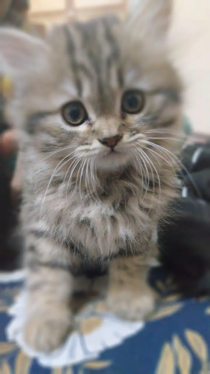 3 female kittens available for sale — photo 2