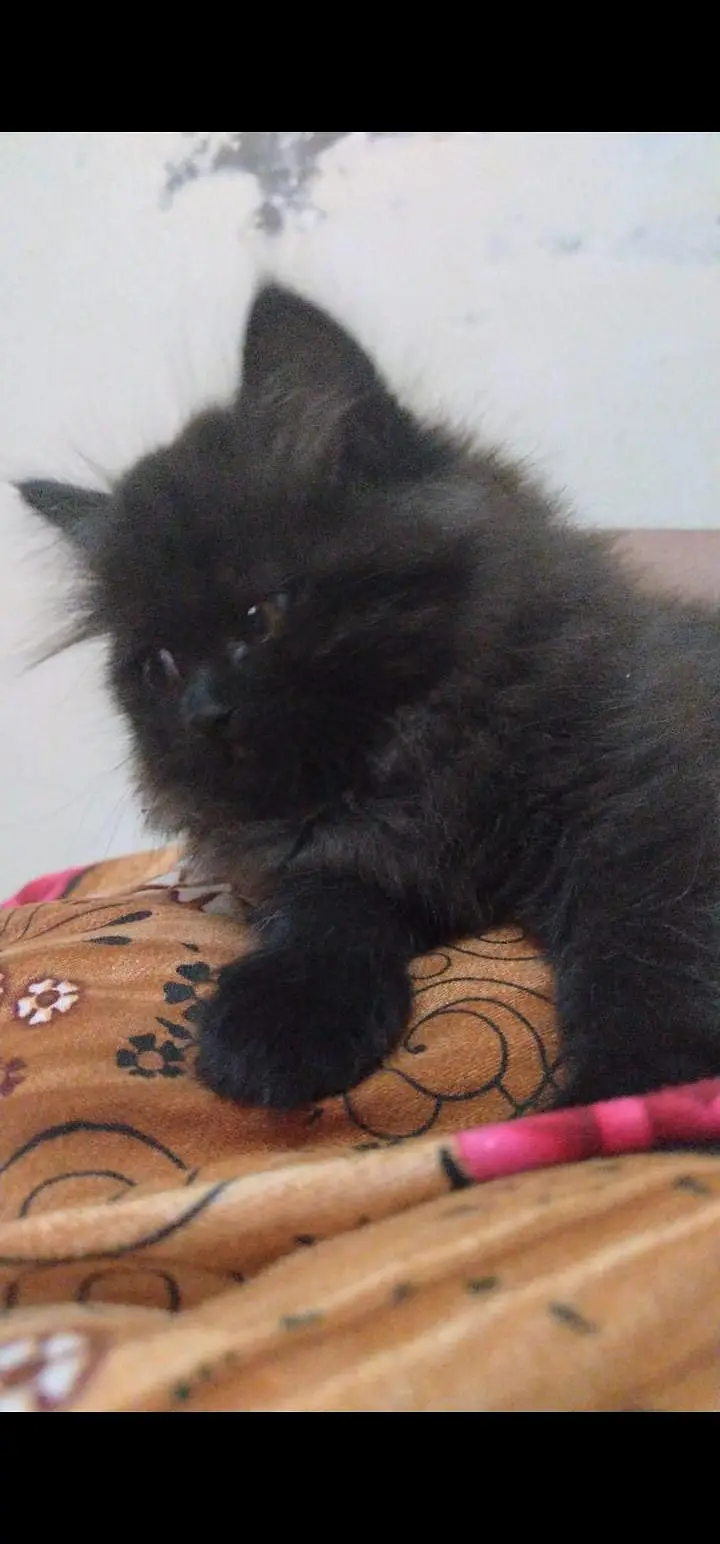 3 female kittens available for sale — photo 3