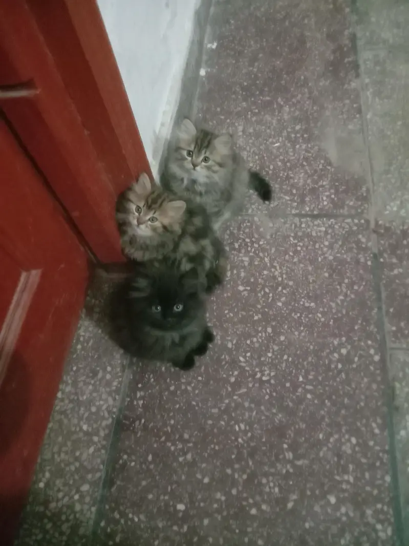 3 female kittens available for sale — photo 4