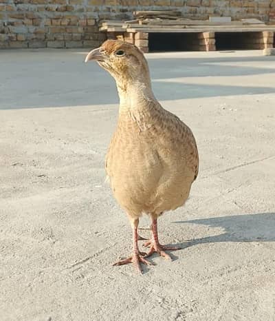 Healthy Male Teetar for Sale – Breeding Ready, Very Active