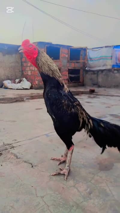 pure aseel Mianwali exchange be possible h females ke sath 03274993730