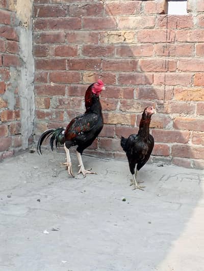 Thai Aseel Murgha Murghi Breeder Pair and Chicks Rooster Hen