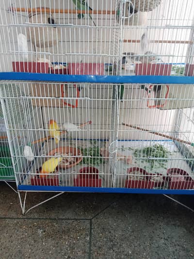 27 Australian bajri 7 finch 7 fisher love brids