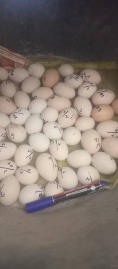 desi mix fresh and fertile eggs