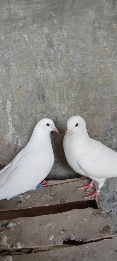 Pure White Makko  Pair