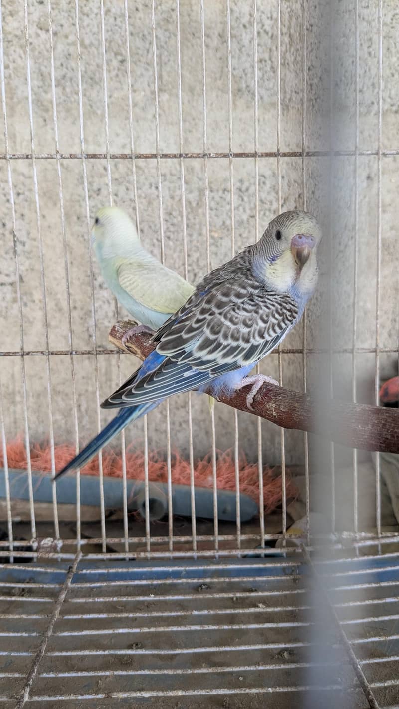 Ready to bread pair. 8