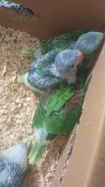 Ma Sha Allah Raw healthy and chicks available