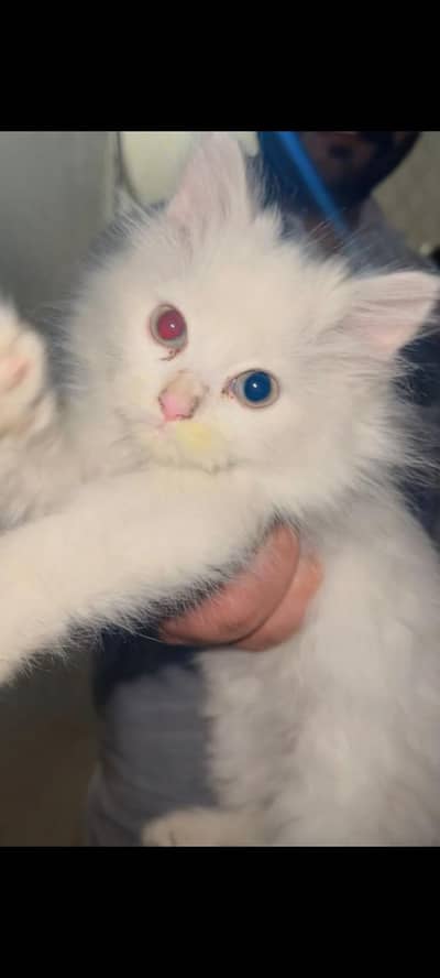 Persian breed 3 Court