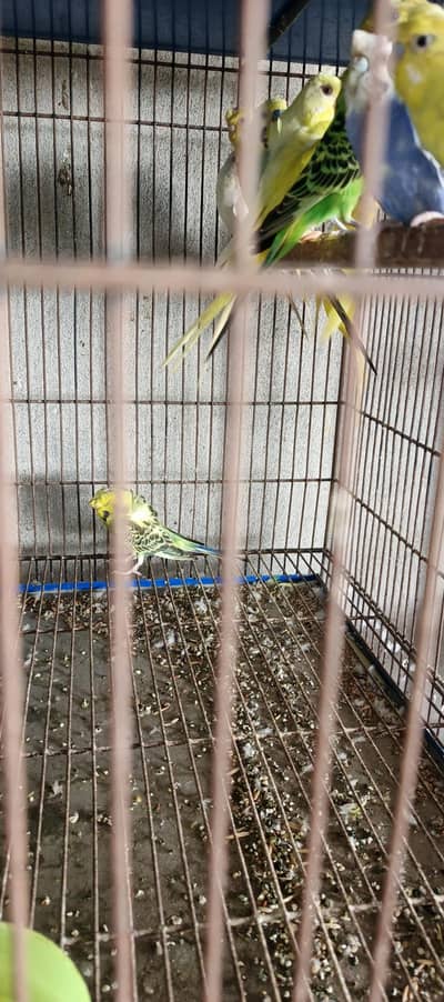 Hogorom double flower