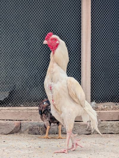 High quality Heera Murgha available for sell Whatsapp: 03159640025