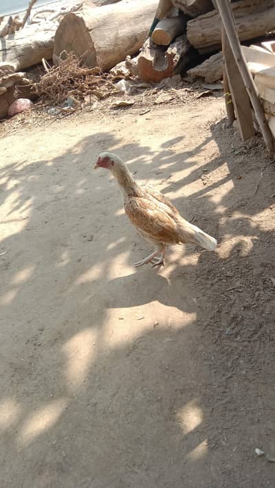 Pure Mianwali Murgi, Murgi, Hen, Aseel Hen , White Murgi, Aseel