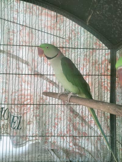 Kashmiri raw parrots pair with talking