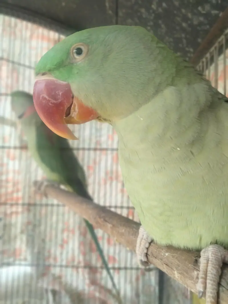 Kashmiri raw parrots pair with talking — photo 2