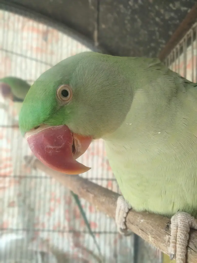 Kashmiri raw parrots pair with talking — photo 3