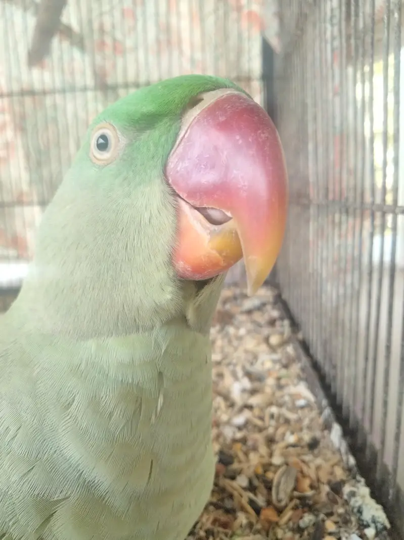 Kashmiri raw parrots pair with talking — photo 4