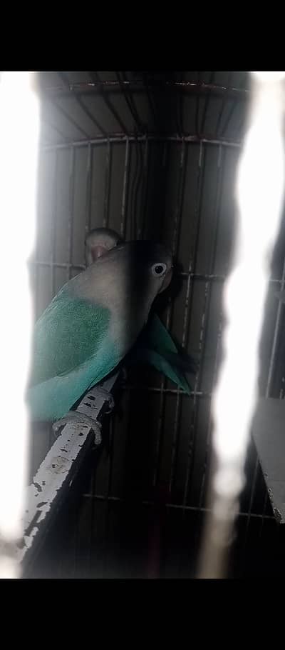 lovebirds 2 pairs with cage