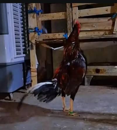 MashAllah Pure Aseel Lakha & Slaita Murga Healthy and active