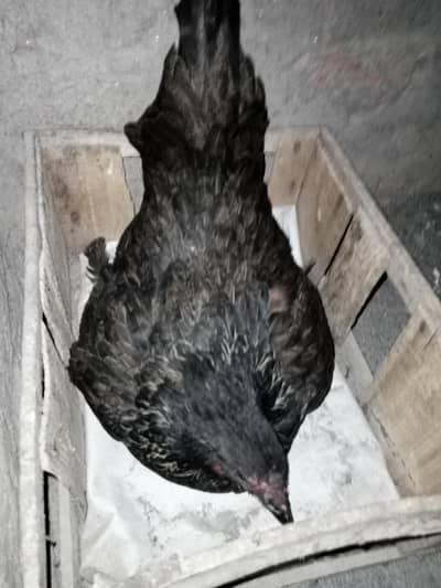 Mix breeed kurak madi hai