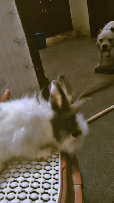 Lionhead Rebbits Breeder Piars For Sale