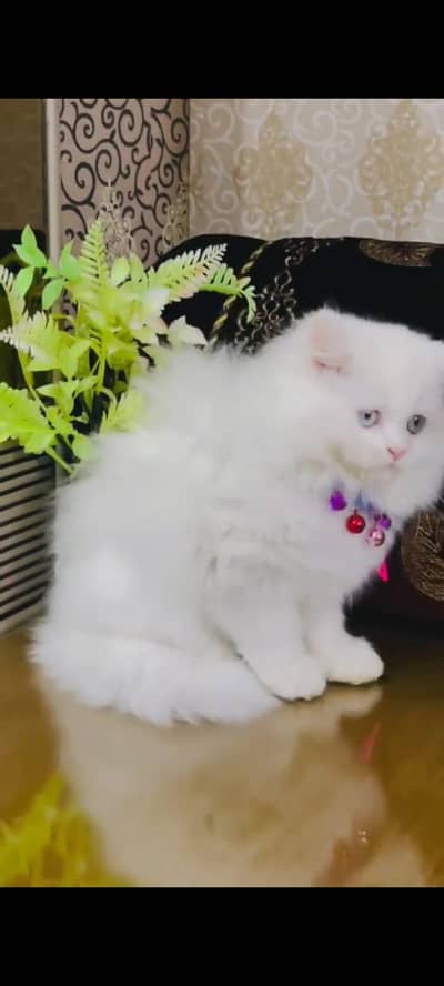 pure persian cats vaccinated triple coated WhatsApp 03317823482