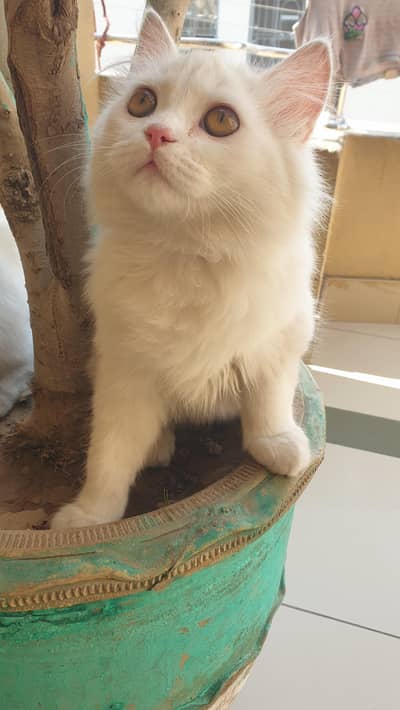 My heart is just filled with children.