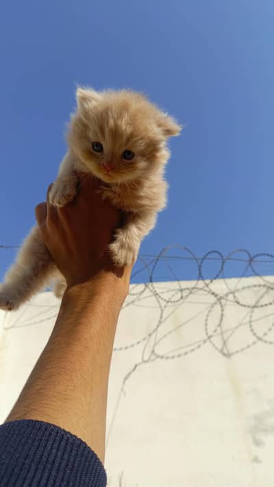 persian triple coat kittens