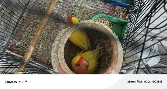 lutino breeder pair for Sale  Nail tail fly Every thing is okay