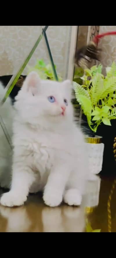 pure persian cats vaccinated triple coated WhatsApp 03317823482