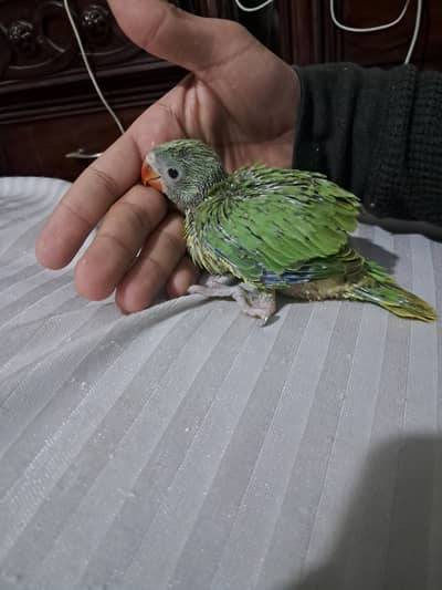 Green ringneck healthy  huge size  chicks