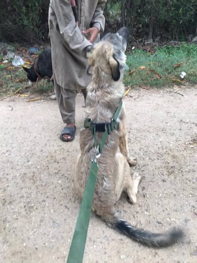 German shepherd x Labrador