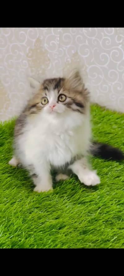 pure persian cats vaccinated triple coated WhatsApp 03317823482