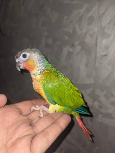 greencheek conure chicks