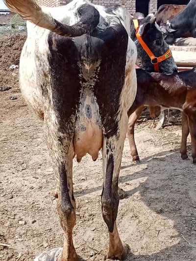 2 jarci cross cow for sale