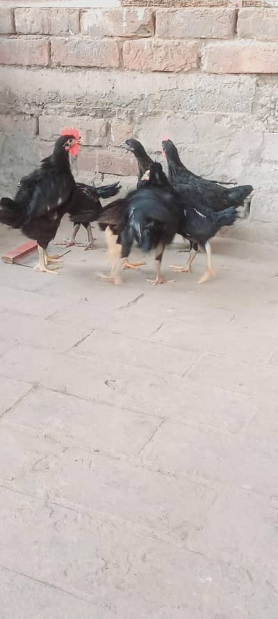 Australorp and Aseel cross chicks age  1.5 months to 02 month