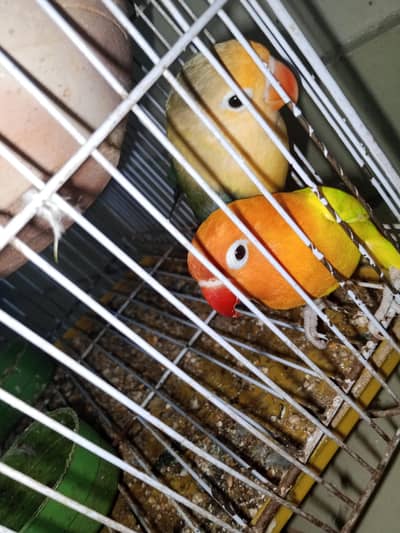 love birds pair