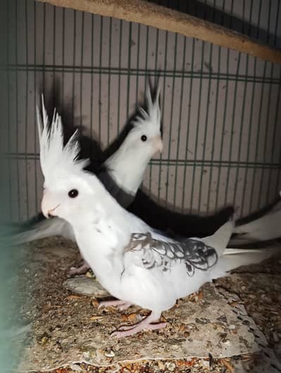 Cockatiel for sale