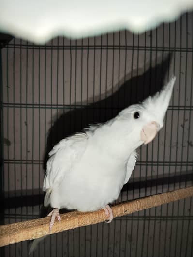 Eno Cockatiel for sale