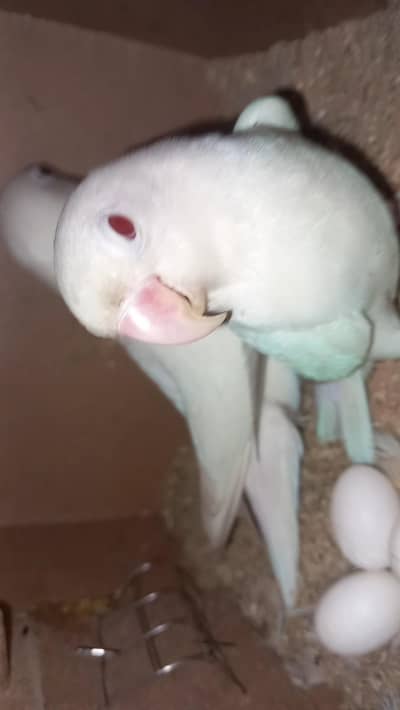 love birds bridder pair healthy  red eyes