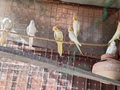 Eno red eyes and cream red eyes