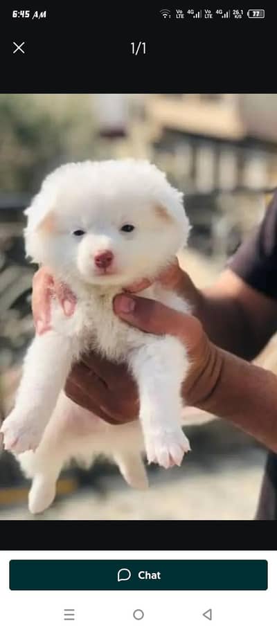 contact on + 318 5228795