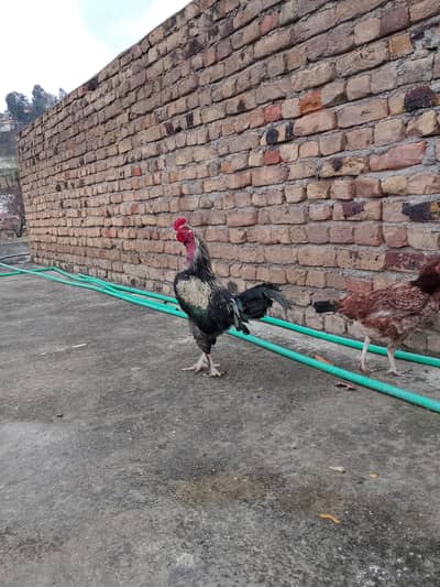 aseel+lakha+fancy breed