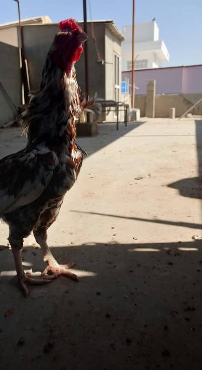 pure Aseel miawali trio