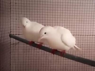 White Khumry Breedar Pair .