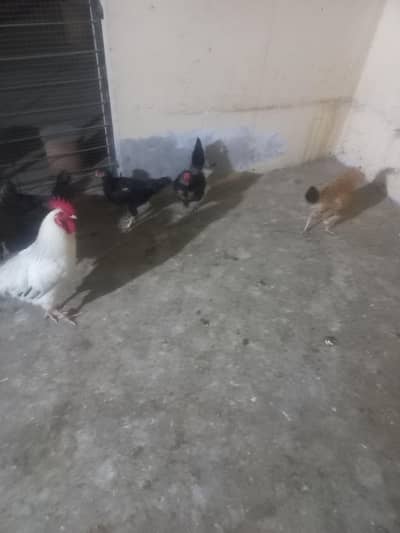 desi murgiyan for sale  murga 2500 murgi 1100