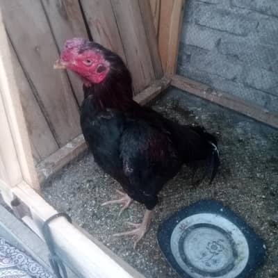 seal desi female male  murge 5  murga 2 number 0313 7499921 WhatsApp