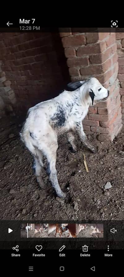 sahiwal or walati cross ha pehla sowa ha necha wachi ha 3 den pehli s