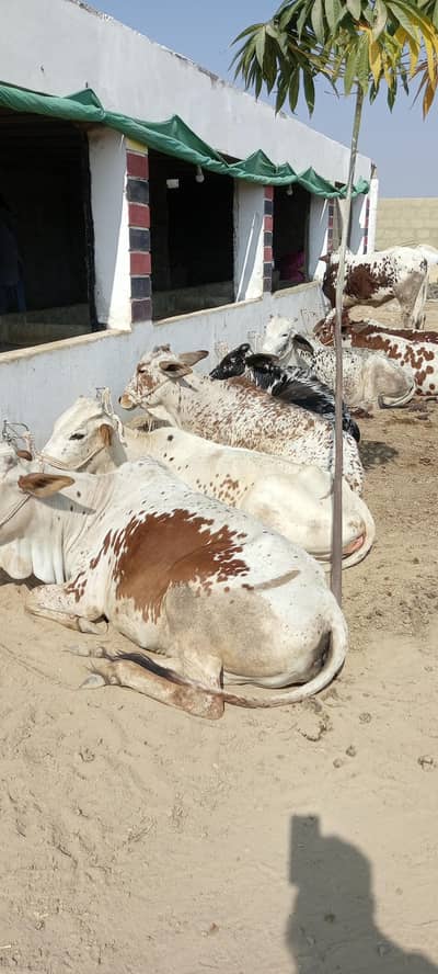 palai cow