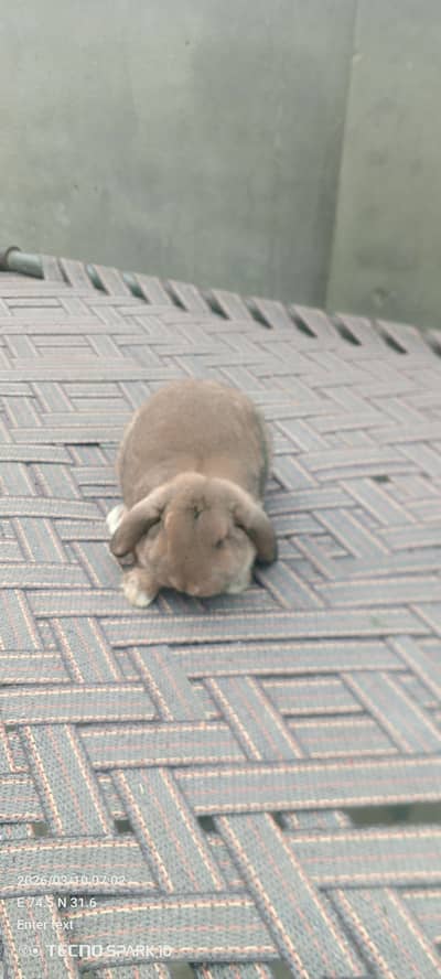 contact =03221424716 one male and 5bunnies