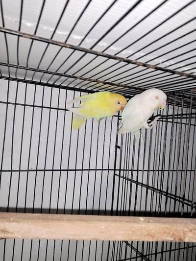 DECINO X ALBINO RED EYES.