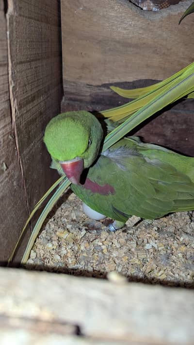 RAW PARROT BREEDER PAIR